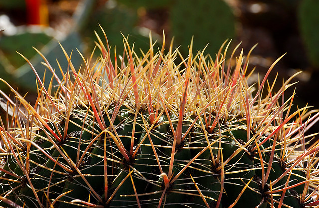 Cactus Needles Up Close, Desert Botanical Garden, Phoenix, Arizona