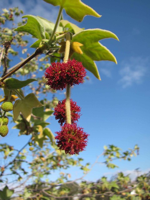 Platanaceae, Platanus racemosa: California Sycamore