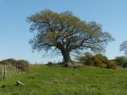 Tree Pulborough to Amberley