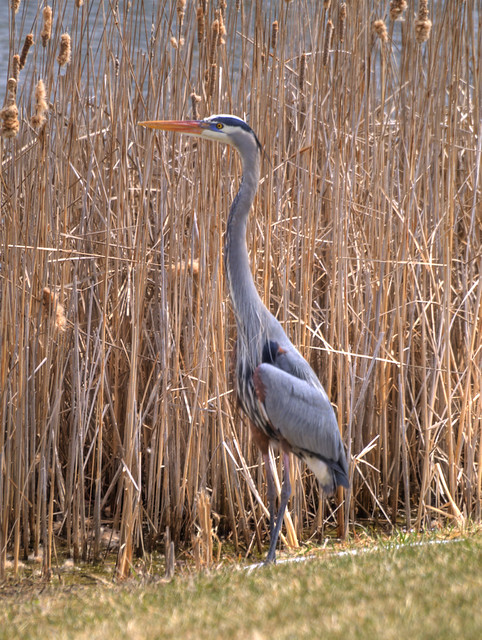 Blue Heron spotted in Bolton, Ontario #7