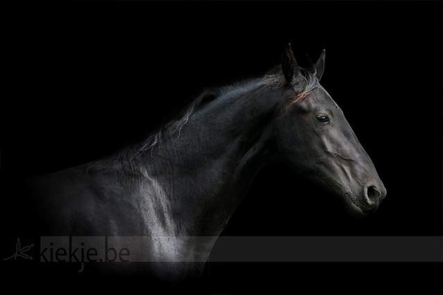 Arabo-Friesian stallion