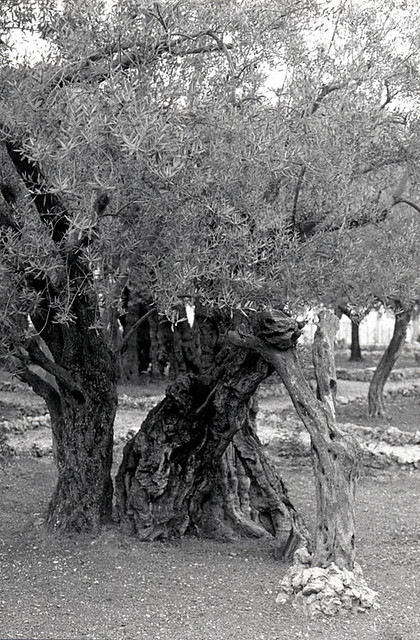 Getsemane garden
