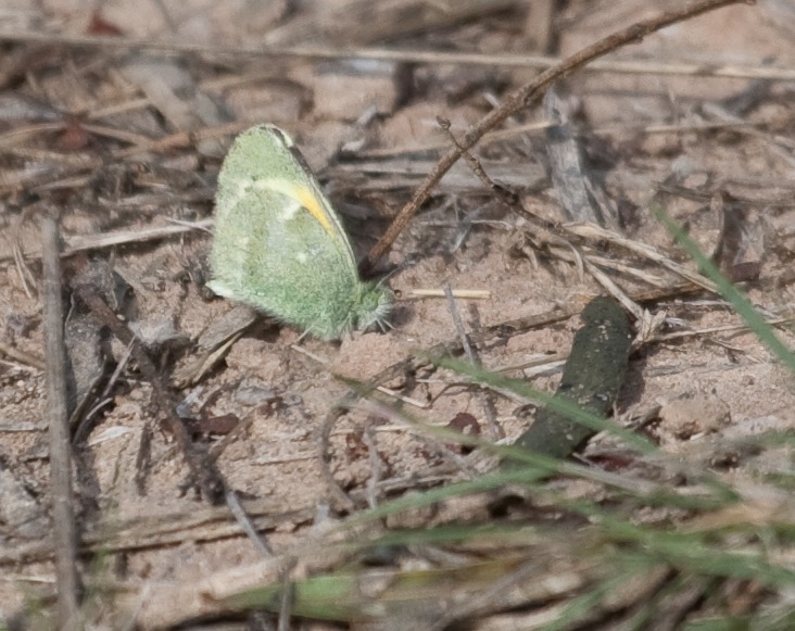 Dainty Sulphur