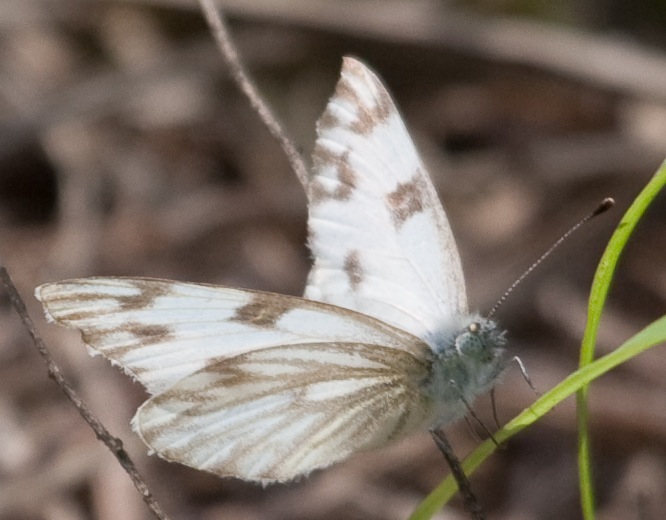 Checkered White