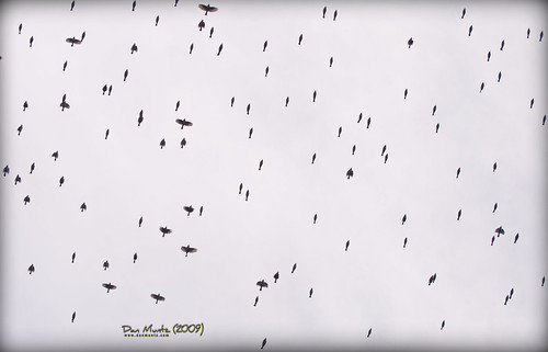 bird flying valdosta flock overhead grandbay lowndes d80