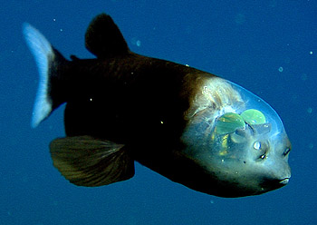 Macropinna, Barreleye Fish
