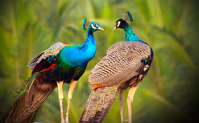 peacock talk