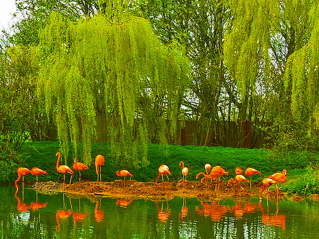 Flamingos at Whipsnade
