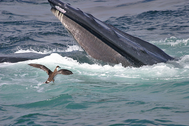Great Shearwater and Humpback Whale