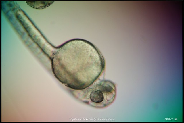 Zebrafish Embryo at 96 hpf _02