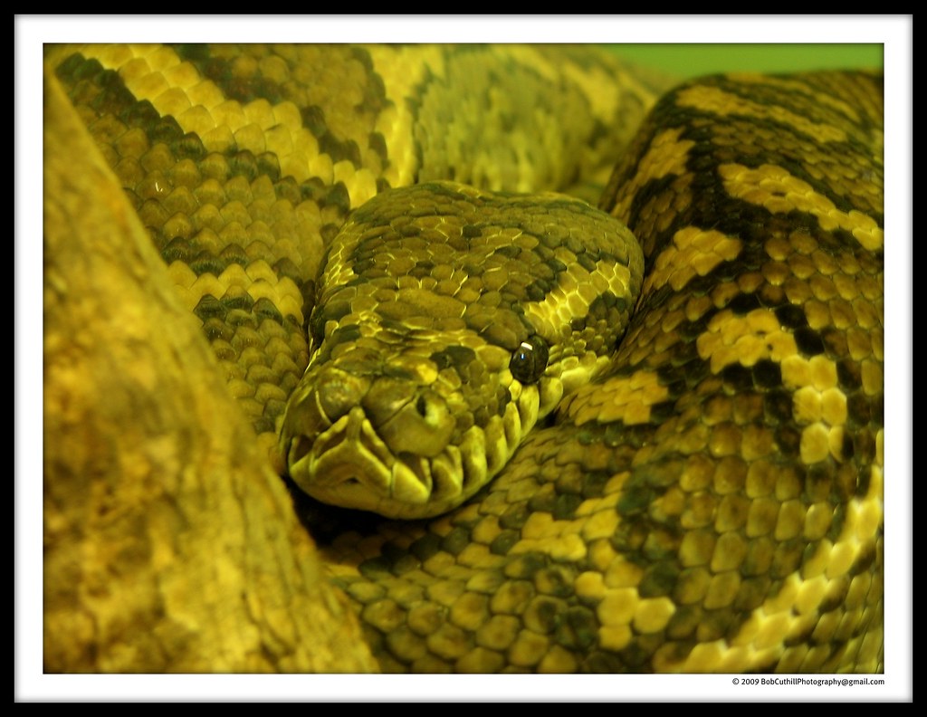 Python | EXPLORE! Follow me on Twitter If you like this phot… | Flickr