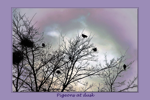 Pigeons at dusk by IngeHG