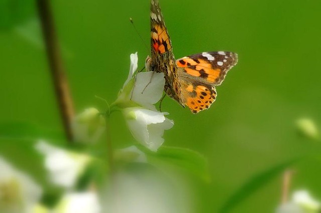 Butterfly on jasmine