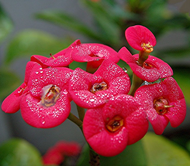 A very close look at a rosy Crown of Thorns after heavy night rain and frosty morning dew