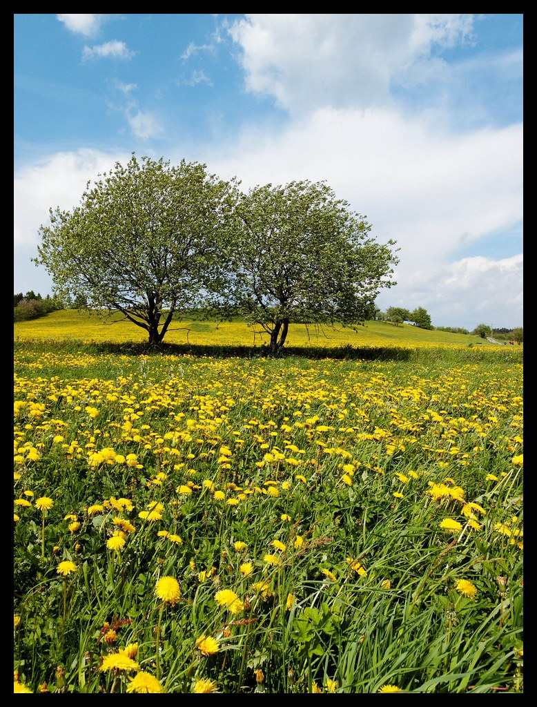 May Spring Pics May Day | Spring flowers on a sunny day in May. | Alexander Olm | Flickr