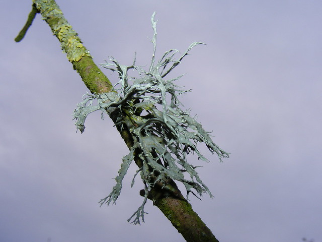 Lichen (Ramalina sp)