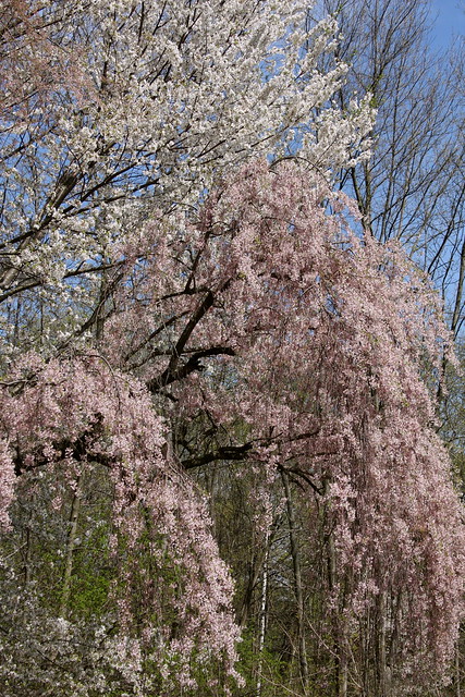 Weeping Cherry.