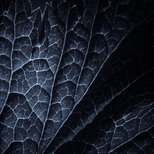 leaf by Villi.Ingi
