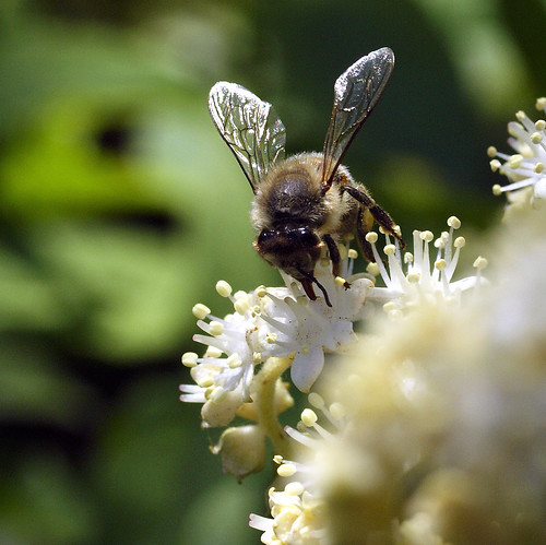 Fleißige Biene / Busy  bee # 1 by schreibtnix on'n off