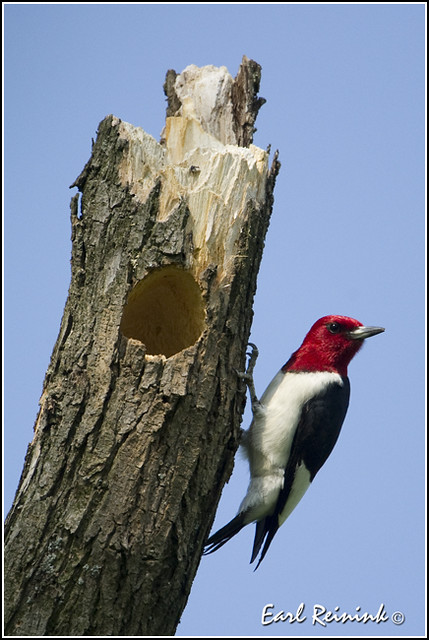 Woodpecker (Red-headed) - 0005