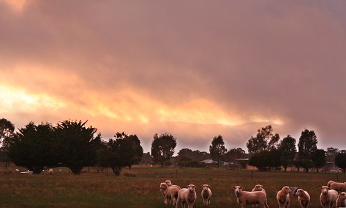 clouds sunrise sheep grampians