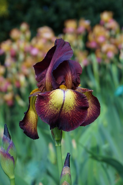 A Iris 'Provencal' (2)