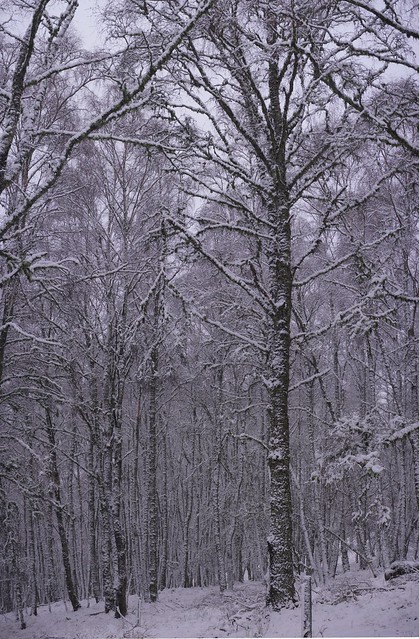 Snowy birch, Kingussie