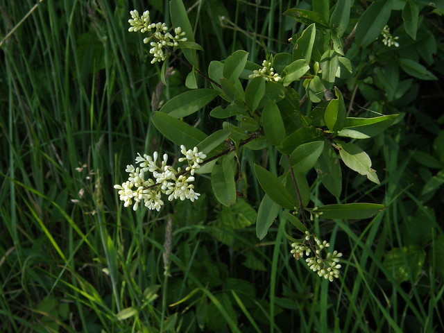 Ligustrum vulgare (Wild Privet / Wilde liguster) 0736