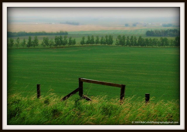 ...as the fields turn green