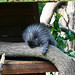 Flickr photo 'Porcupine' by: Little Boffin (PeterEdin).