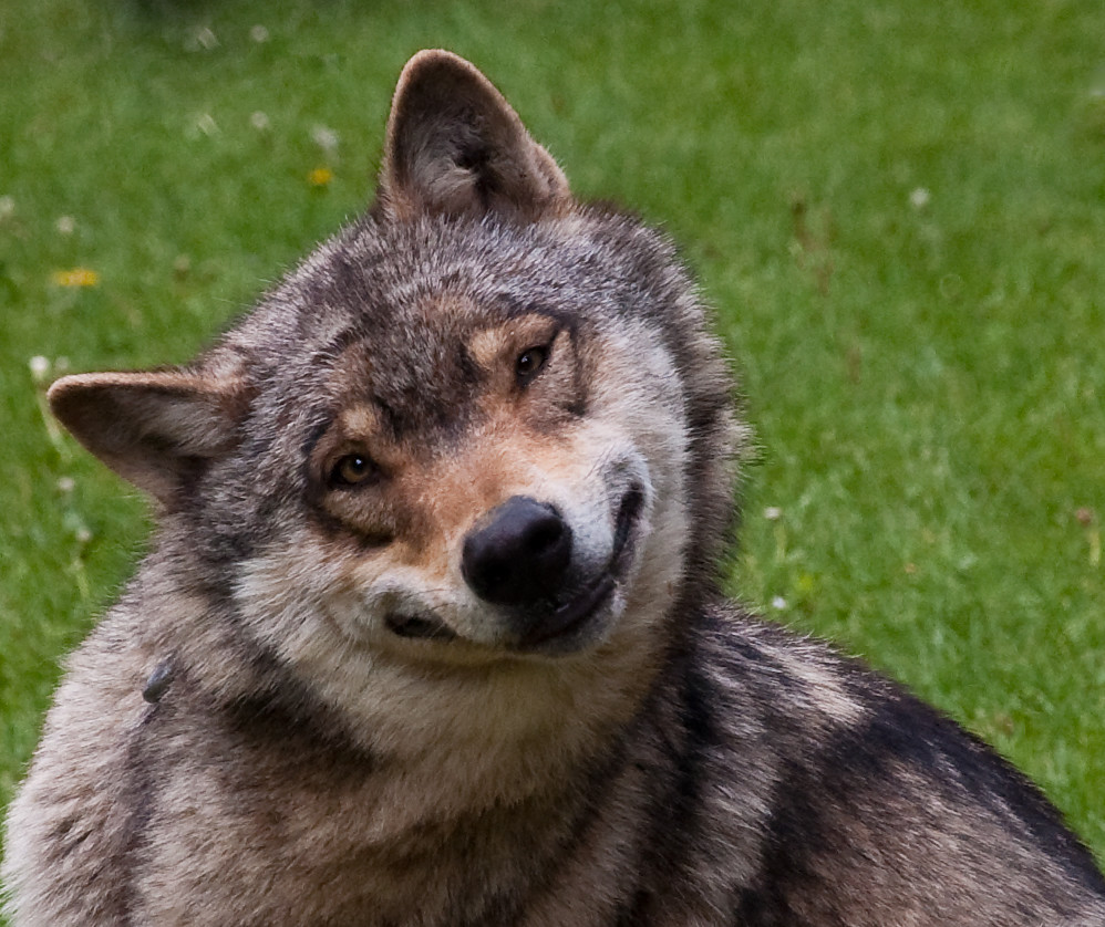 Smiling Wolf.
