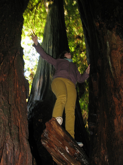 Climbing a Tree From The Inside