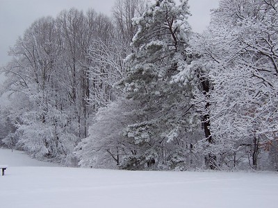 photo of snow covered forest