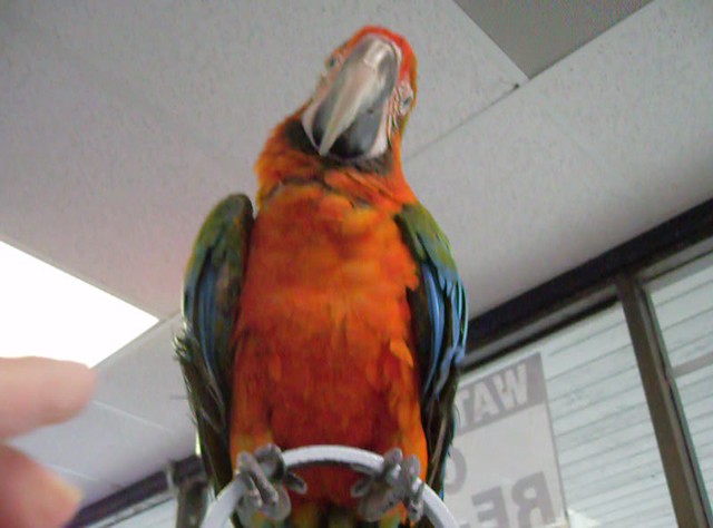Friendly Macaw Parrot vs Camera (view at full screen)
