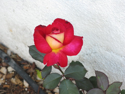 Haiku de despedida... de unas vacaciones de Semana Santa con una rosa