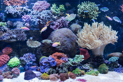 20d canon fishtank aquariums busterfrith