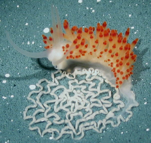 Pacifia goddardi & newly laid egg mass | by Jeff Goddard 32