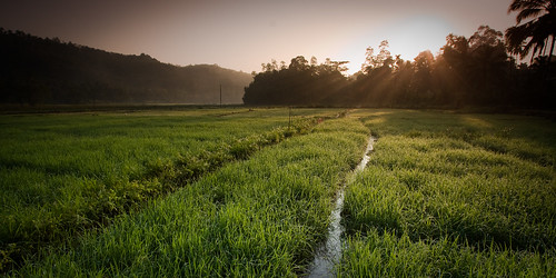 sunrise canon landscape eos stream srilanka paddyfield efs1022mmf3545usm 450d lpagriculture