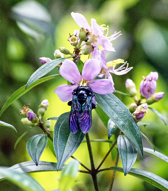 Singapore Zoo 9