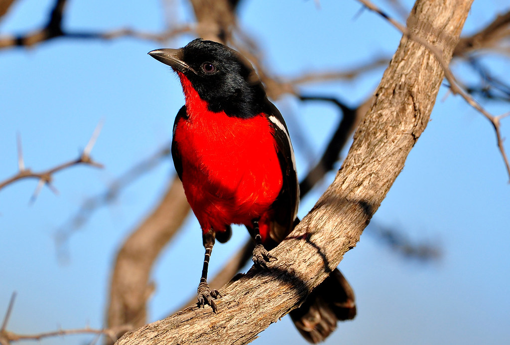 Crimson-breasted Shrike (Laniarius atrococcineus) 739 | Flickr