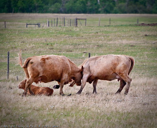 canada rural cow cattle farm ko alberta farmanimal vaca domesticanimal