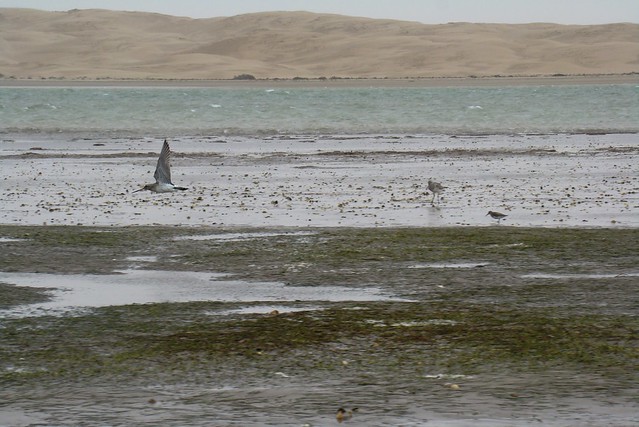 aguja colipinta (Limosa lapponica) aves Laguna de Naila Parque Natural de Knenifiss Sahara 26