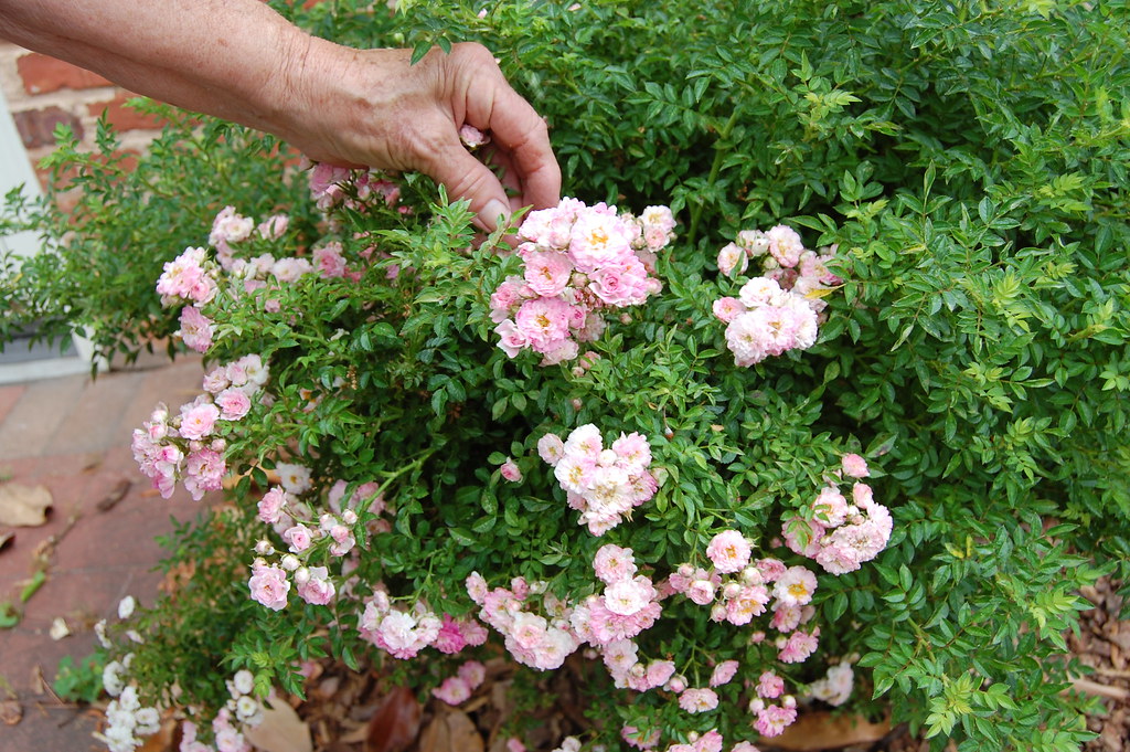Litte Roses Minature Roses | Mom showing how small these little roses ar… | Flickr