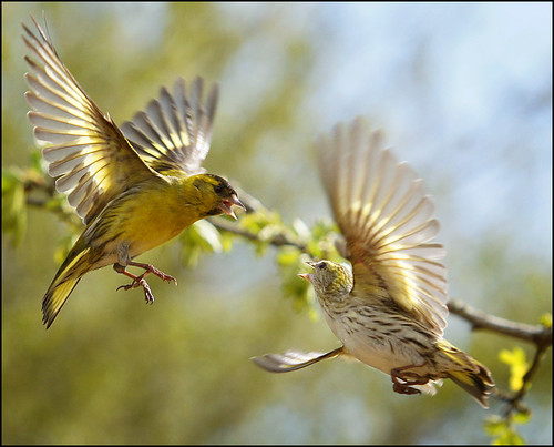 Siskin squabble by mike turtle