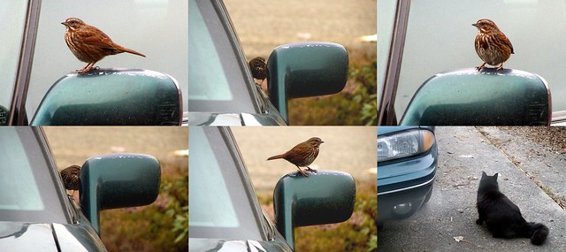 Sparrow Collage