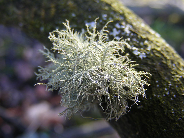 Lichen (Usnea sp)