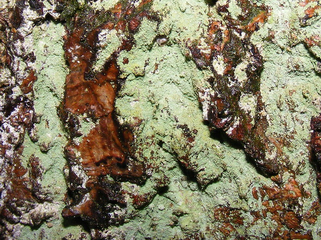 Lichen (Lepraria sp)