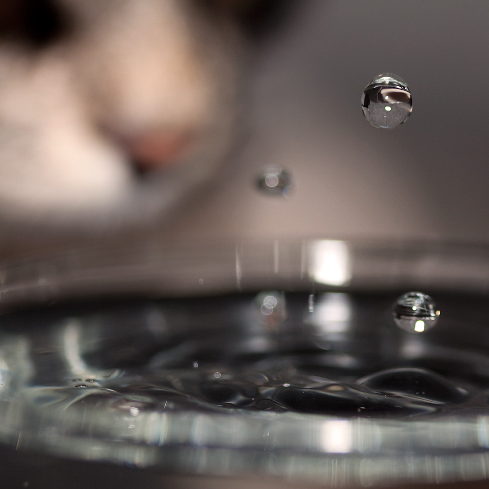 My cat loves water by crsan