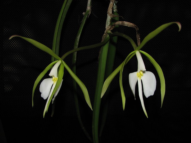 Coilostylis parkinsoniana = Epidendrum parkinsonianum