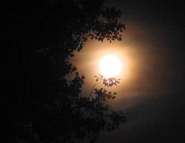 Notte di luna piena  -  Night of full moon